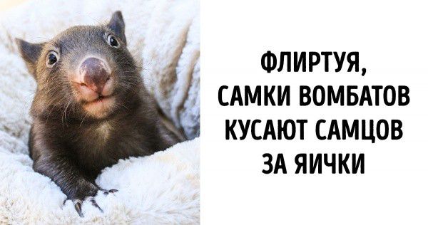 ФЛИРТУЯ САМКИ ВОМБАТОВ КУСАЮТ САМЦОВ ЗА ЯИЧКИ