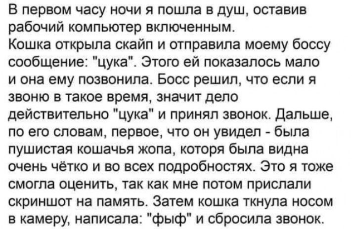 В первом часу ночи я пошла в душ оставив рабочий компьютер включенным Кошка открыла скайп и отправила моему боссу сообщение цука Этого ей показалось мало и она ему позвонила Босс решил что если я звоню в такое время значит дело действительно цука и принял звонок Дальше по его словам первое что он увидел была пушистая кошачья жопа которя была видна очень чётко и во всех подробностях Это я тоже смог