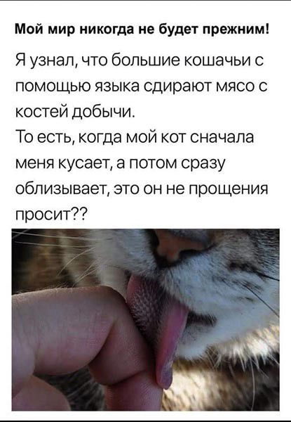 Мой мир никогда не будет прежним Я узнал что большие кошачьи с помощью языка сдирают Мясо с костей добычи То есть когда мой кот сначала меня кусает а потом сразу облизывает это он не прощения просит