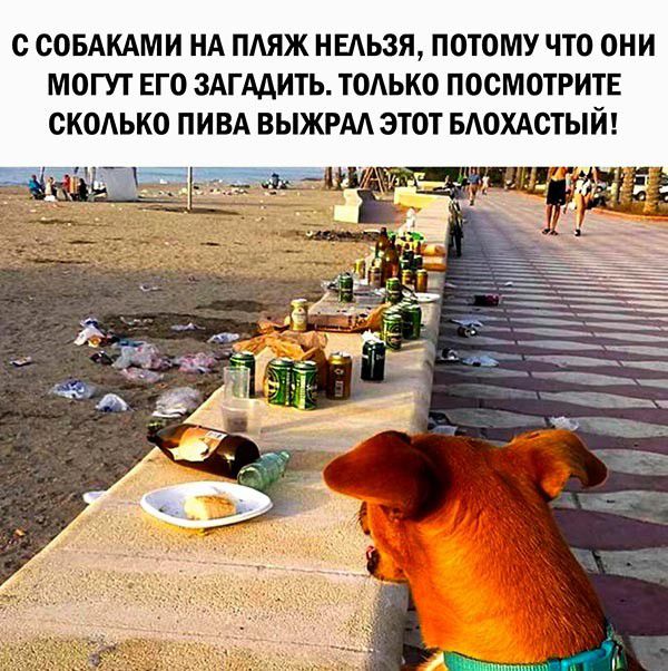 О СОБАКАМИ НА ПАЯЖ НЕАЬЗЯ ПОТОМУ ЧТО ОНИ МОГУТ ЕГО ЗАГААИТЬ ТОАЬКО ПОСМОТРИТЕ СКОЬКО ПИВА ВЫЖРАА ЭТОТ БАОХАОТЫЙ
