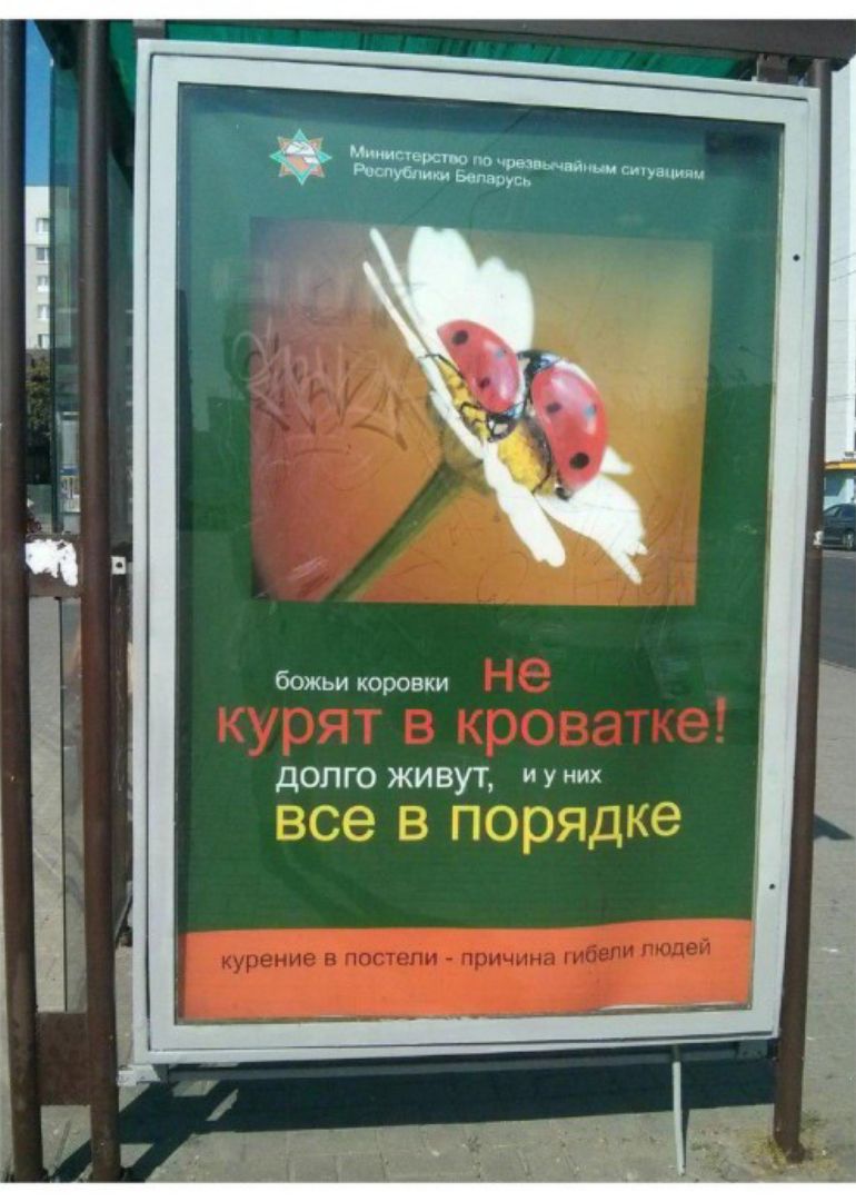 божьи коровки ДОЛГО ЖИВУТ У НИХ