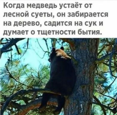 Когда медведь устаёт от лесной суеты он забирается на дерево садится на сук и думает о тщетности бытия