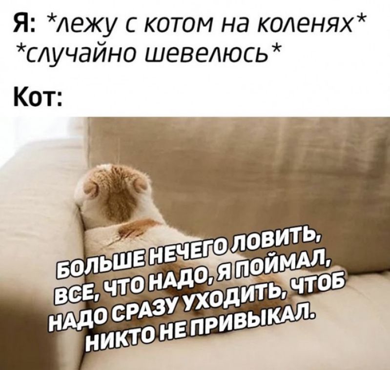 Я Аежу с котом на коленях случайно шевелюсь Кот