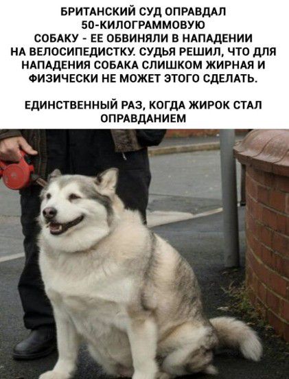 БРИТАНСКИЙ СУД ОПРАВДАП 50 КИЛ0ГРАММОВУЮ СОБАКУ ЕЕ ОБЕИНЯПИ В НАПЩЕНИИ НА ВЕПОСИПЕДИСТКУ СУДЬИ РЕШИЛ ЧТО дПЯ НАПАДЕНИЯ СОБАКА СЛИШКОМ ЖИРНАЯ И ФИЗИЧЕСКИ НЕ МОЖЕТ ЭТОГО СДЕЛАТЬ ЕДИНСТВЕННЫЙ РАЗ КОГДА ЖИРОК СТАЛ ОПРАВДАНИЕМ