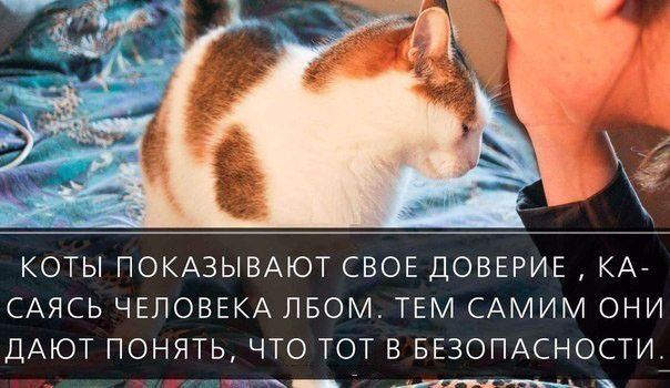 КОТЫ ПОКАЗЫВАЮТ СВОЕ ДОВЕРИЕ КА САЯСЬ ЧЕЛОВЕКА ЛБОМ ТЕМ САМИМ ОНИ ДАЮТ ПОНЯТЬ ЧТО ТОТ В БЕЗОПАСНОСТИ ринг чп