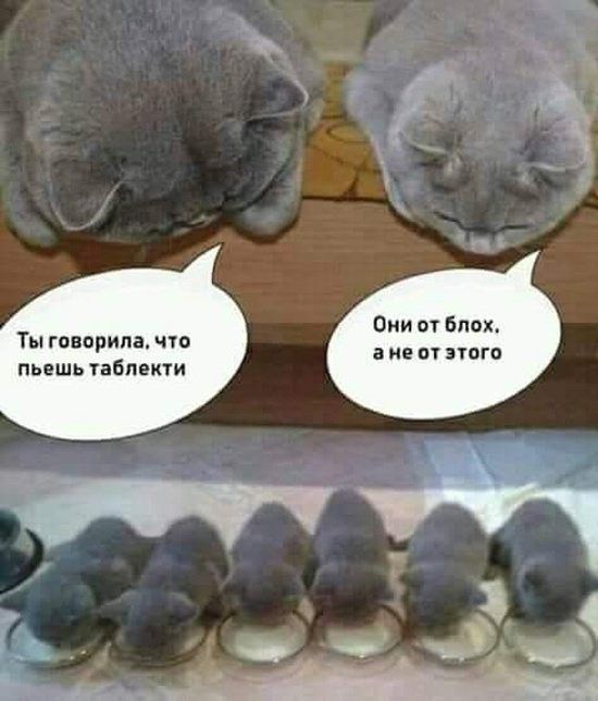 Оми от Блэк Ты говорила что ане пт этого пьешь табпекти