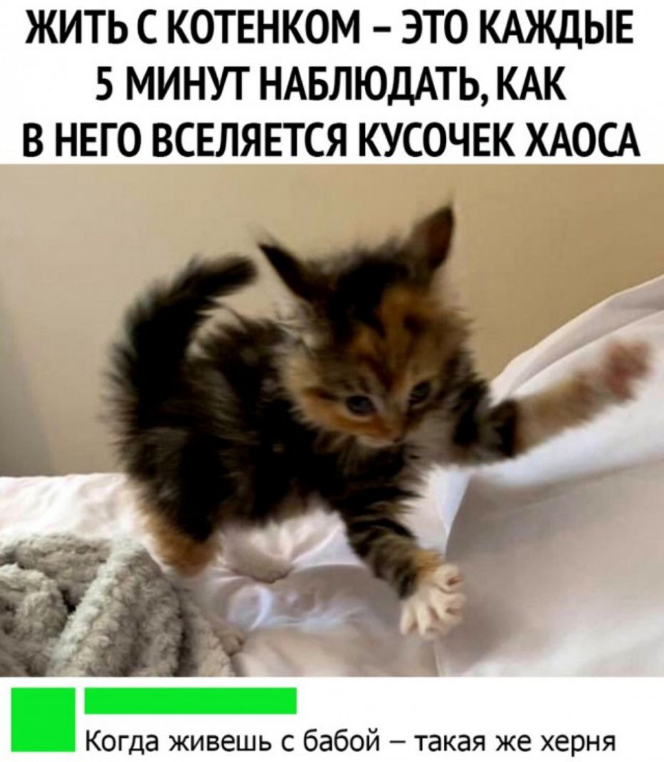 ЖИТЬ С КОТЕНКОМ ЭТО КАЖДЫЕ 5 МИНУТ НАБЛЮДАТЬ КАК В НЕГО ВСЕЛЯЕТСЯ КУСОЧЕК ХАОСА Когда живешь с бабой такая же херня