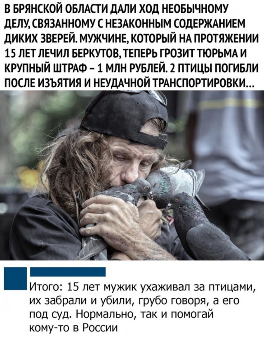 В БРЯНСКОЙ ОБЛАСТ И дАЛИ ХОД НЕОБЫЧНОМУ ДЕЛУ СВЯЗАННОМУ С НЕЗАКОННЫМ СОДЕРЖАНИЕМ ДИКИХ ЗВЕРЕЙ МУЖЧИНЕ КОТОРЫЙ НА ПРОТЯЖЕНИИ 15 ЛЕТ ЛЕЧИЛ БЕРКУТОВ ТЕПЕРЬ ГРОЗИТ ТЮРЬМА И КРУПНЫЙ ШТРАФ 1 МЛН РУБЛЕЙ 2 ПТИЦЫ ПОГИБЛИ ПОСЛ ИЗЪЯТИЯ И НЕУДАЧНОЙ ТРАНСПОРТИРОВКИ Итого 15 лет мужик ухаживал за птицами их забрали и убили грубо говоря а его под суд Нормально так и помогай кому то в России
