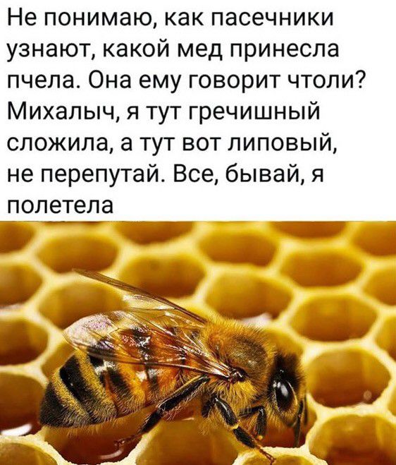 Не понимаю как пасечники узнают какой мед принесла пчела Она ему говорит чтоли Михалыч я тут гречишный сложила а тут вот липовый не перепутай Все бывай я _полетела _