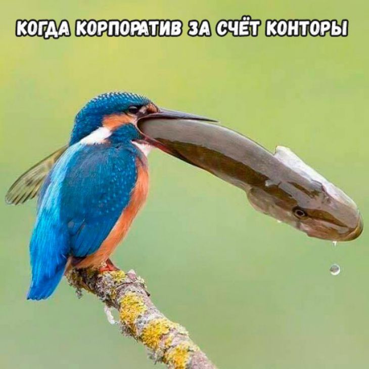 корпордтив за конторы