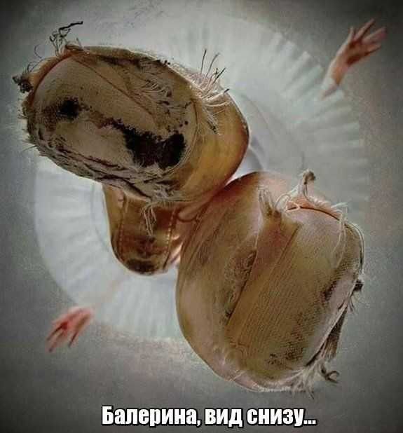 Бапепииа ВИД ВНИЗ