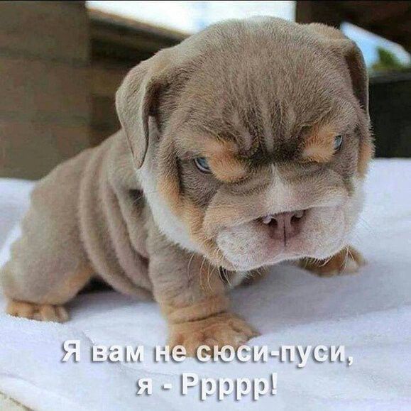 Ч ша 14 чъпушъ Риди