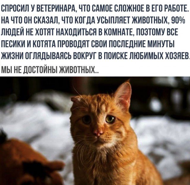 СПРОСИП У ВЕТЕРИНАРА ЧТО САМОЕ СЛОЖНОЕ В ЕГО РАБОТЕ НА ЧТО ОН СКАЗАЛ ЧТО КОГДА УСЫПЛЯЕТ ЖИВОТНЫХ ООПв ЛЮДЕЙ НЕ ХОТЯТ НАХОДИТЬСЯ В КОМНАТЕ ПОЭТОМУ ВСЕ ПЕСИКИ И КОТЯТА ПРОВОЛЯТ СВОИ ПОСЛЕДНИЕ МИНУТЫ ЖИЗНИ ОГЛЯДЫВАЯСЬ ВОКРУГ В ПОИСКЕ ЛЮБИМЫХ ХОЗИЕВ МЫ НЕ ДОСТОИНЫ ЖИВОТНЫХ