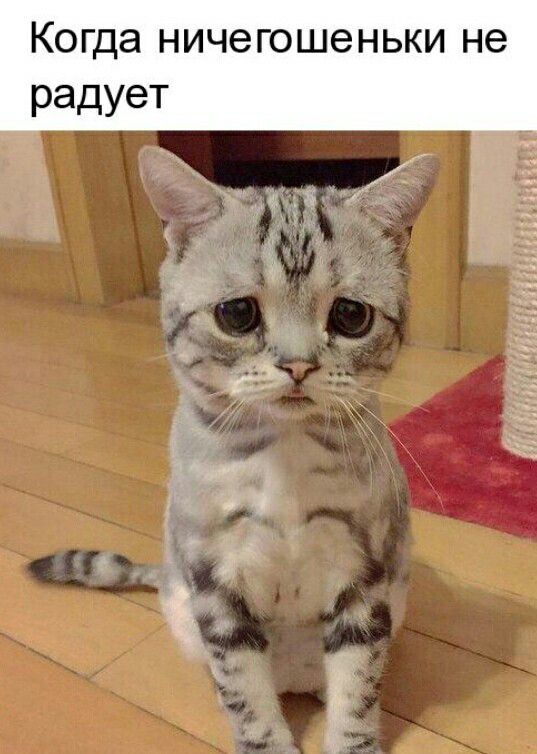 Когда ничегошеньки не радует