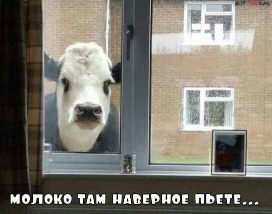 МОЛОКО ТАМ НАВЕРНО ПЬНЕ