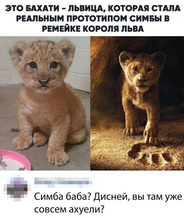 ЭТО БАХАТИ ЛЬВИЦА КОТОРАЯ СТАЛА РЕАЛЬНЫМ ПРОТОТИПОМ СИМБЫ В РЕМЕЙКЕ КОРОЛЯ ЛЬВА Симба баба Дисней вы там уже совсем ахуепи
