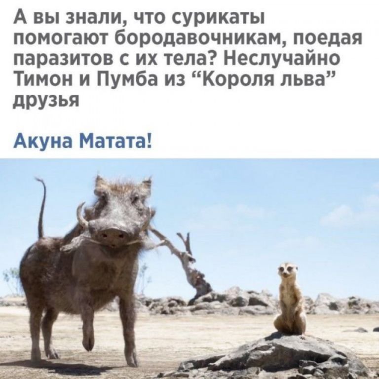 А вы знали что сурикаты помогают бородавочникам поедая паразитов с их тела Неслучайно Тимон и Пумба из Короля льва ЛРУЗЬЯ Акуна Матата