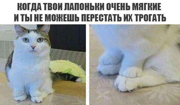 НШдд ТВПИ ПАППНЬНИ ПЧЕНЬ МЯГНИЕ И ТЫ НЕ МПЖЕШЬ ПЕРЕБППЬ ИХ ТРВППЬ
