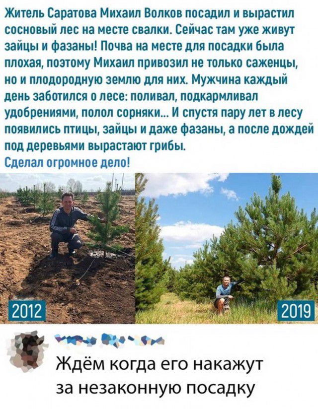 Житель Саратова Михаил Волков посадил и вырастил сосновый лес на месте свалки Сейчас там уже живут зайцы и фазаны Почва на месте для посадки была плохая позтому Михаил привозил не только саженцы но и плодородную землю для них Мужчина каждый день заботился о лесе поливал подкармливап удобрениями попоп сорняки И спустя пару лет в лесу появились птицы зайцы и даже фазаны а после дождей под деревьями 
