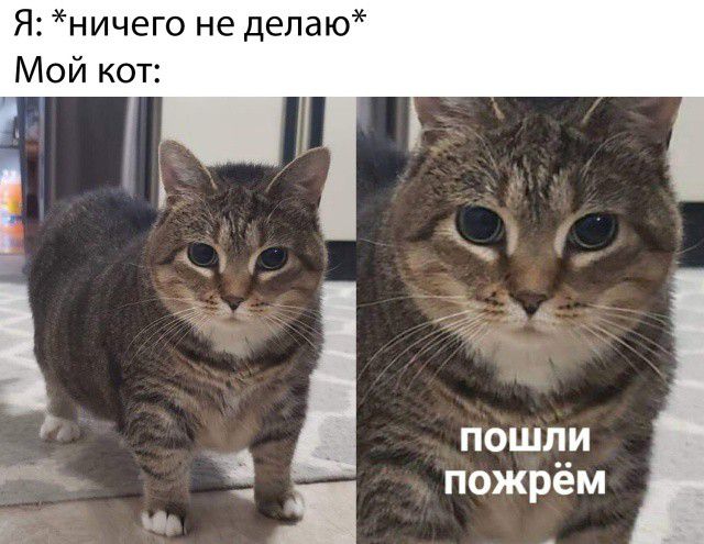 Я ничего не делаю Мой кот ПОШЛИ пожрём Я