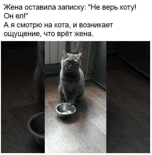 Жена оставила записку Не верь коту Он ел А Я СМОТРЮ на кота И возникает 0 ение ЧТО БрёТ жена