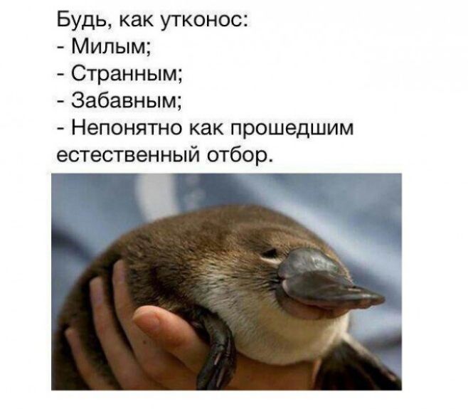 Будь как утконос Милым Странным Забавным Непонятно как прошедшим естественный отбор