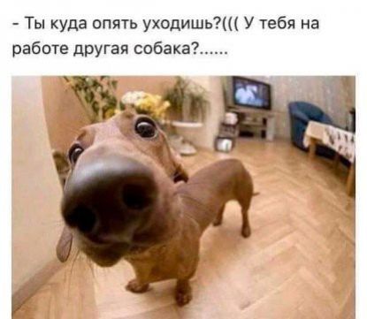 Ты куда опять уходишь У тебя на работе другая собака