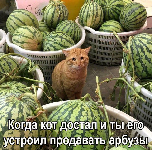 трбил Нродавать арбузы