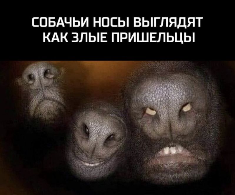 СОБАЧЬИ НОСЫ ВЫГЛЯДЯТ КАК ЗЛЫЕ ПРИШЕЛЬЦЫ