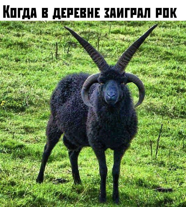дд дЕРЕВНЕ ПИ АП РПК
