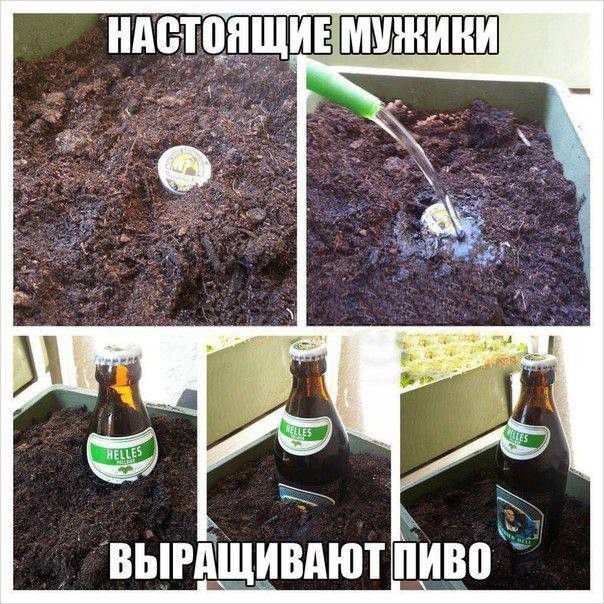 і _ ВЫРАЩИВАЮТ ПИЫЪ