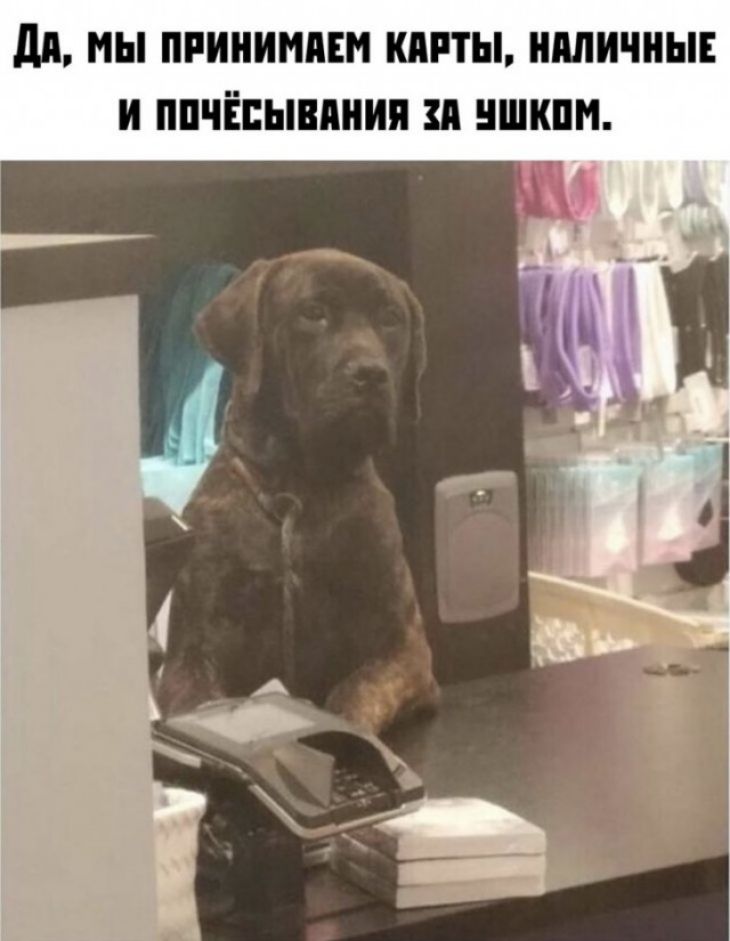 дд МЫ ПРИНИМПЕМ КПРТЫ ШШИЧНЫЕ И ППЧЁПЫШШИП ЗП ШКПМ