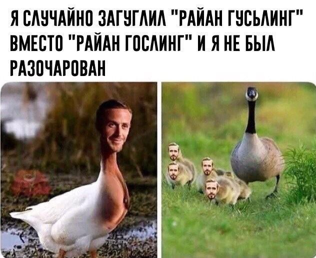 Я САНЧАЙНП ЗАГНГАИА РАЙАН ГНЕЬАИНГ ВМЕСТЕ РАЙАН ГОПАИНГ И Я НЕ БЫА РАЗПЧАРПВАН