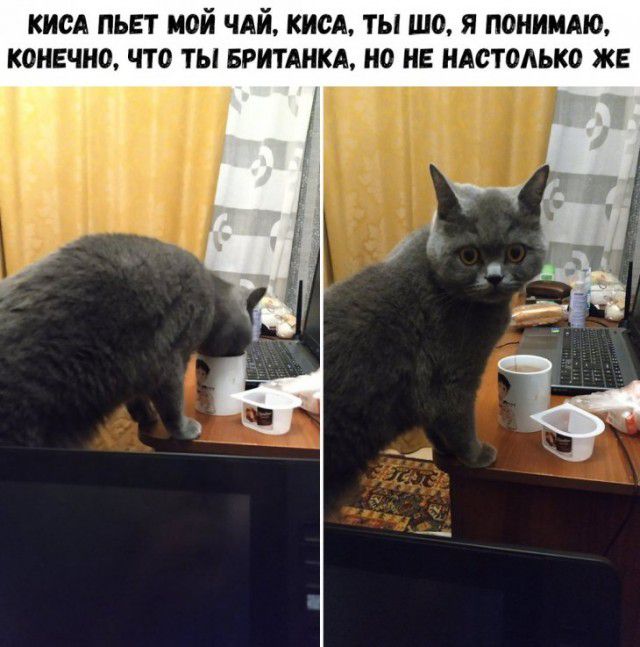 КИСА ПЬЕТ МОЙ ЧАЙ КИСА ТЫ ШО Я ПОНИМАЮ КОНЕЧНО ЧТО ТЫ БРИТАНКА НО НЕ НАСТОАЬКО ЖЕ