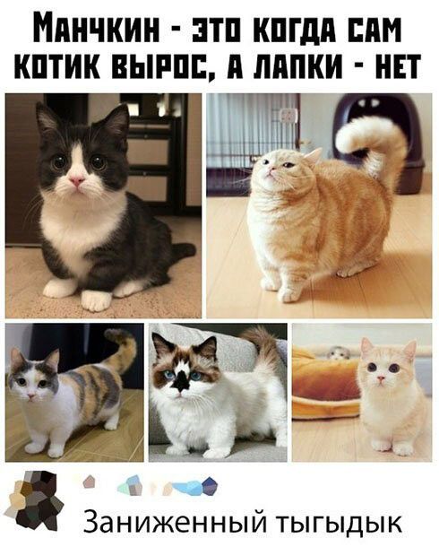 ПНЧКИН ЭТП КПГдд ППМ КПТИК ВЫРПБ ЛППКИ НЕТ ЗЗНИЖЕННЫЙ ТЫГЫДЫК