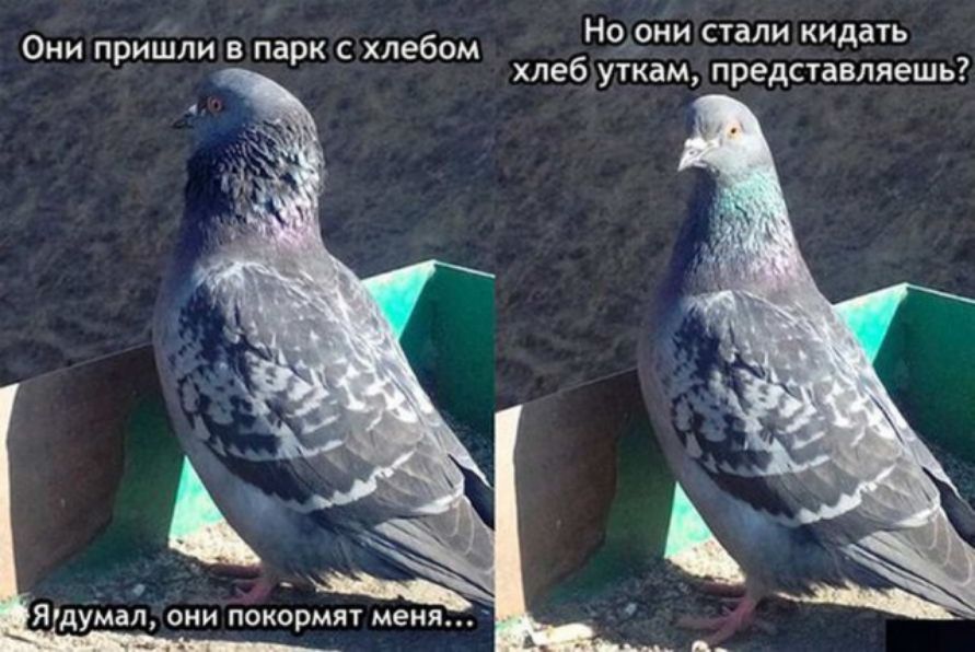 Но они стали кидать хлеб уткам представляешь Они пришли в парк с хлебом Ящумал они покормят меня
