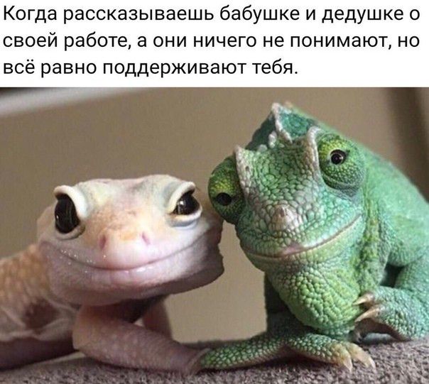 Когда рассказываешь бабушке и дедушке о своей работе а они ничего не понимают но всё равно поддерживают тебя