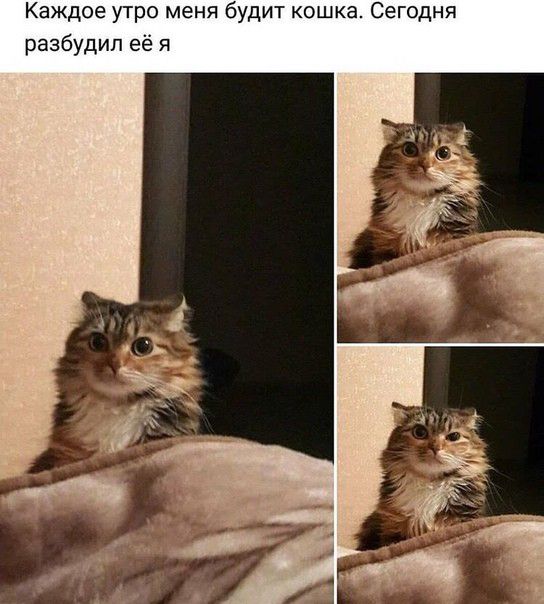Каждое утро меня будит кошка Сегодня разбудил её я
