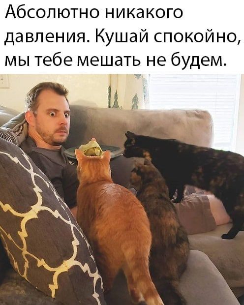 Абсолютно никакого давления Кушай спокойно мы тебе мешать не будем