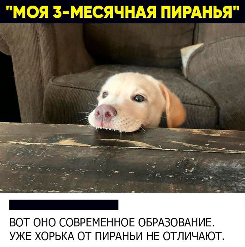ВОТ ОНО СОВРЕМЕННОЕ ОБРАЗОВАНИЕ УЖЕ ХОРЬКА ОТ ПИРАНЬИ НЕ ОТЛИЧАЮТ