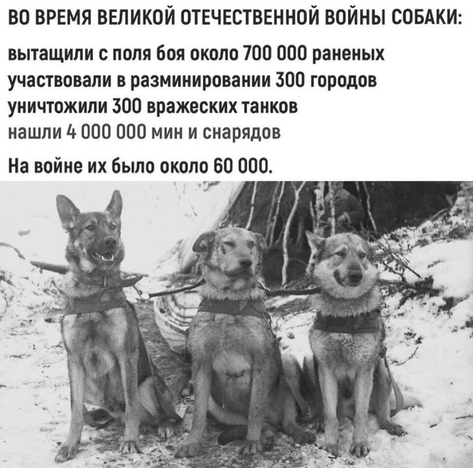 во время ввликой отвчествгнной войны СОБАКИ вытащили с поля боя около 700 000 раненых участвовали в разминировании 300 городов уничтожили 300 вражеских танков нашли 4 000 000 мин и снарядов На войне их было около 60 000