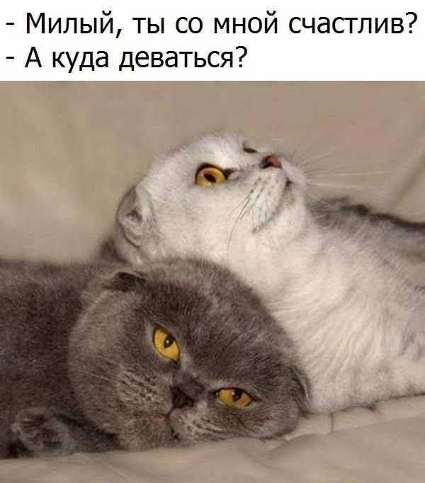 Милый ты со мной счастлив А куда деваться