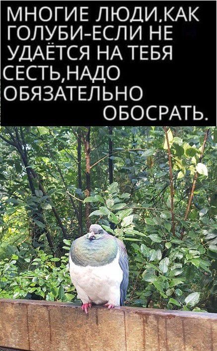 МНОГИЕ ЛЮДИКАК ГОЛУБИ ЕСЛ И Н Е УДАЁТСЯ НА ТЕБЯ СЕСТЬ НАДО ОБЯЗАТЕЛЬНО ОБОСРАТЬ