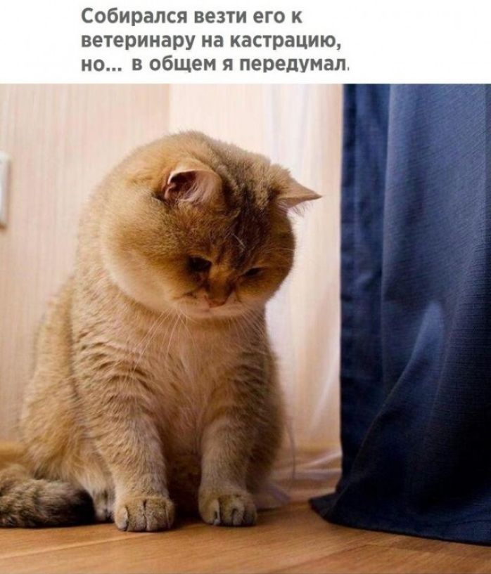 Собирался везти его к ветеринару на кастрацию но в общем я передумал