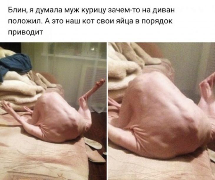 Блин я думала муж курицу зачем то на диван положило А это наш кот свои яйца в порядок приводит