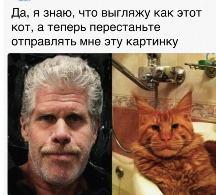 Да я знаю что выгляжу как этот кот а теперь перестаньте отправлять мне эту картинку
