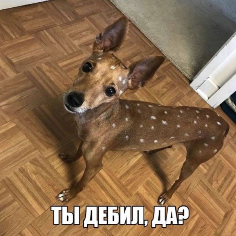 ы дЕБИЛ дд