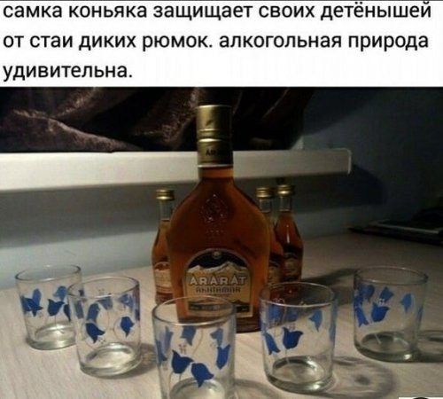 самка коньяка защищает своих детёнышеи от стаи диких рюмок алкогольная природа удивительна