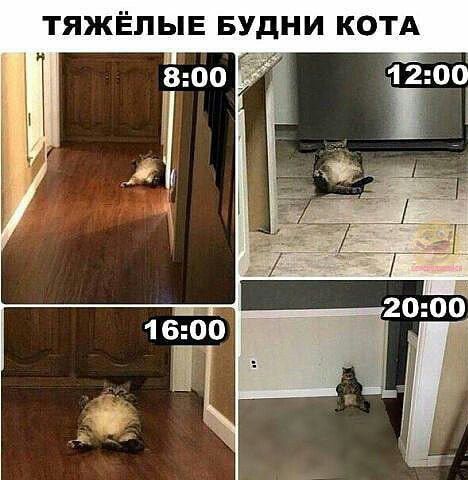 ТЯЖЁЛЫЕ БУДНИ КОТА