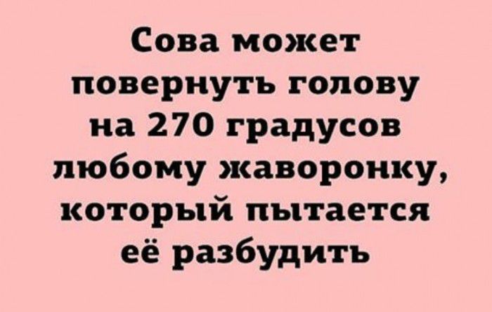Сова может повернуть голову на 270 градусов любому жаворонку который пытается её разбудить